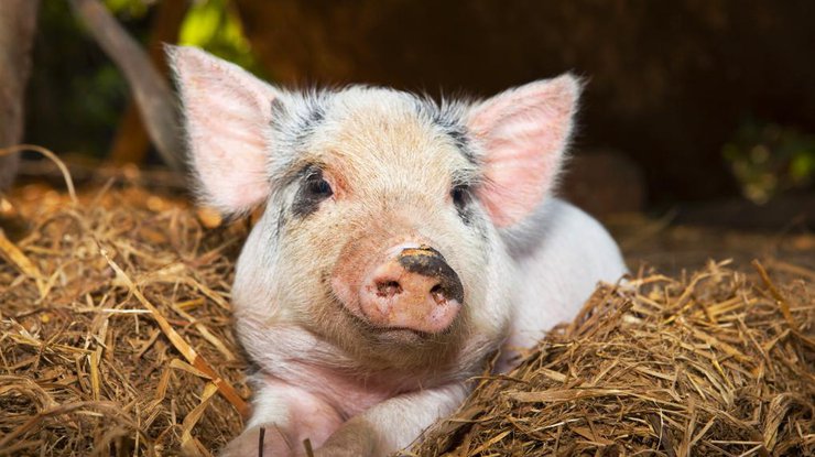 В Тернопольской области уничтожают свиней