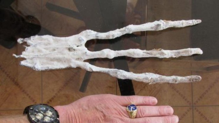 В Перу найдена кисть с тремя пальцами неизвестного существа 