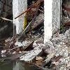 Лавина в Италии: спасатели достали из-под руин трех щенков 