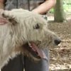  Найдена собака с самым длинным в мире хвостом (видео) 