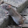 В Японии вырастили мышиный орган в теле крысы