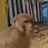 Индийская обезьяна усыновила щенка (видео) 