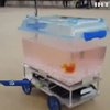 В США створили роботизований акваріум, яким керує рибка 