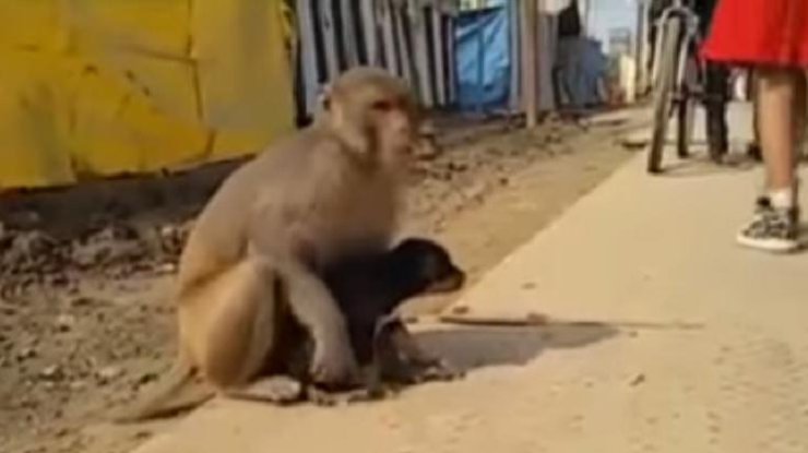 Индийская обезьяна усыновила щенка (фото: скриншот) 