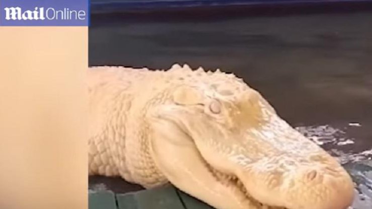 В США нашли белого аллигатора с красными глазами (фото: скриншот Mail Online)  