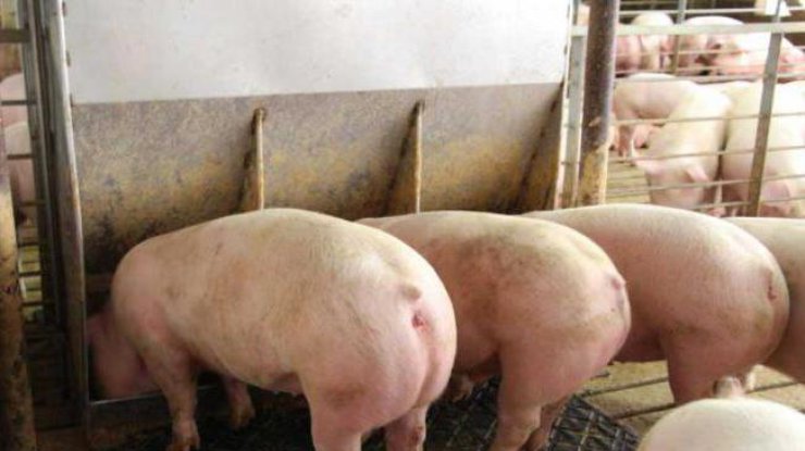 Под Кривым Рогом массово утилизируют больных чумой свиней (фото: fb.ru)
