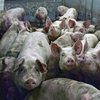 Под Кропивницким забили почти 2 тысячи свиней из-за вспышки АЧС