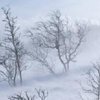 Снегопад в Украине: на западе ожидаются сильные метели 