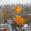 Погода на 11 октября: Украину снова накроют дожди