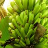 Банановые плантации мира под угрозой - ООН