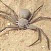 Почему люди боятся пауков и змей: ответ ученых 