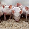Вспышка чумы свиней зарегистрирована еще в одной области