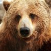 Жуткие кадры: медведю отрезали опухший 3-килограммовый язык