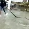 В центре Бангкока во время наводнения выплыла огромная змея (видео) 