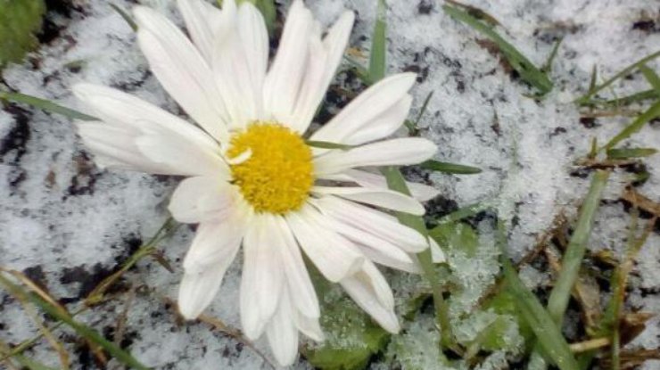 Первый снег в Прилуках /Фото: из Instagram