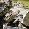 В Китае 78 сиамских крокодилов сбежали с фермы