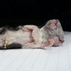 В Колумбии родился котенок-мутант: жуткое фото 