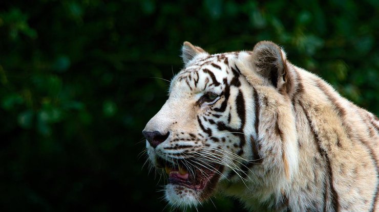 В Индии тигры растерзали смотрителя парка 