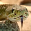 Гремучая змея "заперла" риелтора в доме (видео)