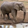В Замбии слон убил туристов