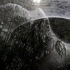 Устрашающие фото: пауки создали "заколдованный" лес