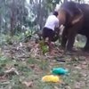 Курьезное видео: слон подбросил в воздух подростка