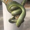 Схватка геккона и змеи попала на видео 
