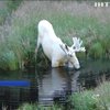 У Швеції врятували рідкісного білого лося (відео)