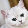 Пыталась вылечить кошку медом: британке запретили иметь животных