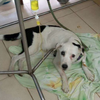Хатико из Колумбии: собака умерла от тоски по хозяину (фото)