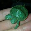 В Таиланде родилась черепаха-мутант (фото) 