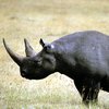 В Австралии родился редкий черный носорог (видео)