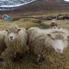 На Фарерских островах овцы стали операторами для Google Maps