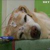 Дай лапу: угорські вчені досліджують сплячих собак (відео)