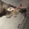 В Житомирской области лось попал под машину и погиб 