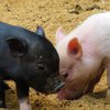 Чума в Мариуполе: животные заразились опасным вирусом 