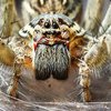 Сколько пауков люди съедают во сне: новое исследование