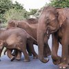 В Индии слонов "берут на работу" в полицию