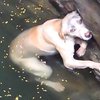 Трогательное видео: собака до последнего боролась за жизнь