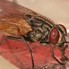 Чем опасны мухи для человека: ответ ученых 
