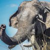 Слониха убила хозяина и спрятала труп