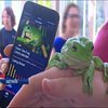 Науковці Австралії за допомогою новітніх технологій рятують жаб від вимирання