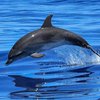 Наркопритон дельфинов: ученые удивили находкой 