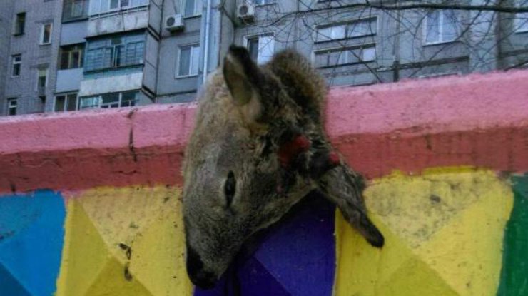 В Бородинском микрорайоне на площадке оставили тушу оленя 