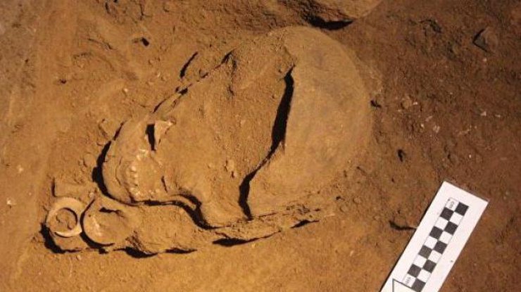 Возраст останков оценивается в 12 тысяч лет