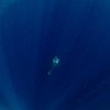 Найдена самая глубоководная рыба в мире (видео)