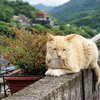 В Турции построят деревню для кошек