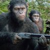 Стая шипмпанзе убила и съела бывшего вождя