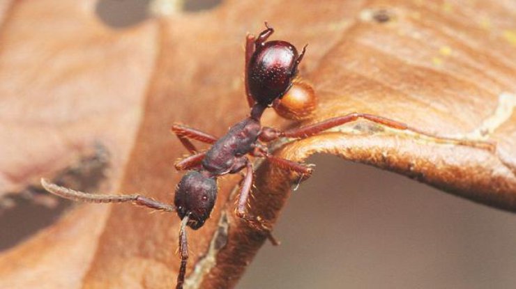 Забавные факты из жизни насекомых. Фото dailymail.co.uk