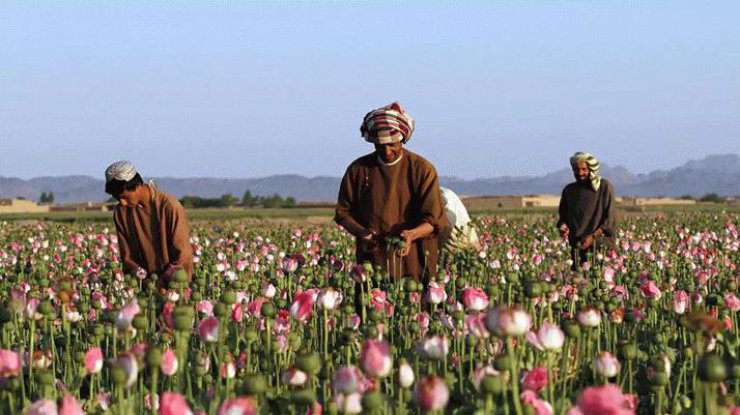 В Афганистане боевики похитили более 50 фермеров 
